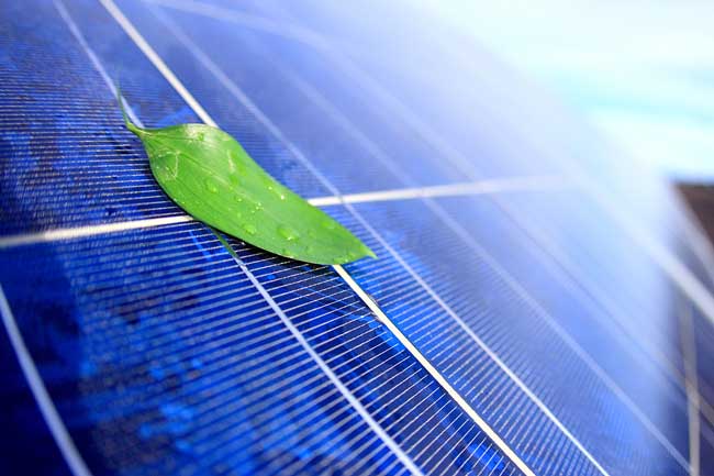 leaf and solar panel