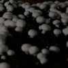 Growing mushrooms with solar energy