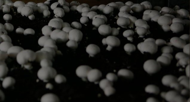 Growing mushrooms with solar energy