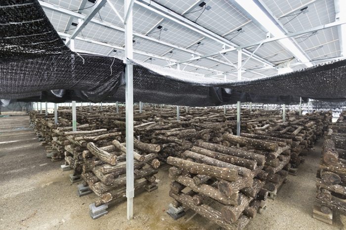 shiitake mushrooms under solar panels