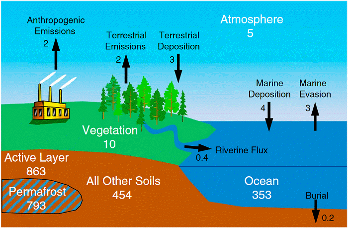 Mercury cycle