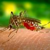 Mosquito zapper