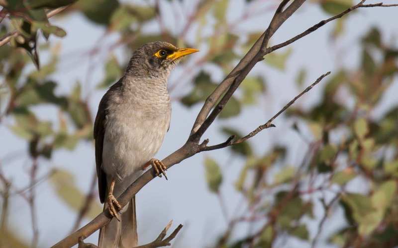 Black-eared miner