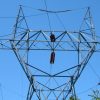 Victorian electricity network charges