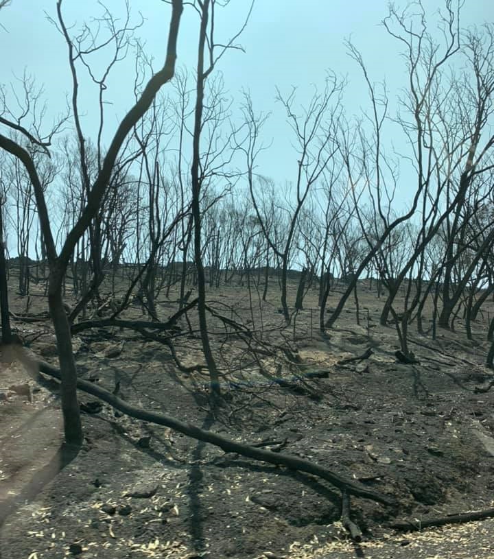 Bushfire devastation