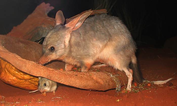 Bilby