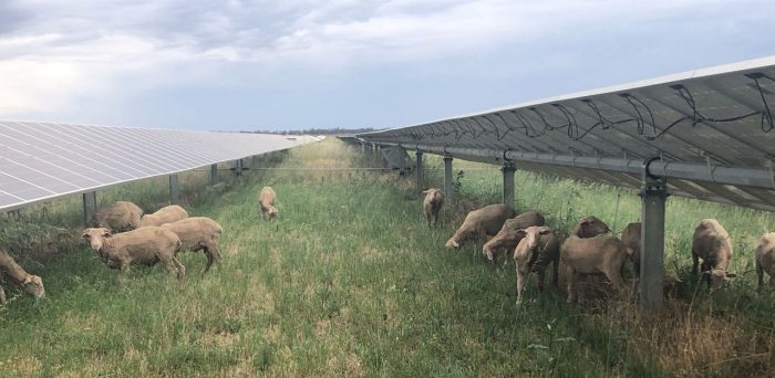 Sheep grazing at solar farm