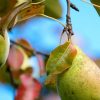 Protecting pears with solar panels