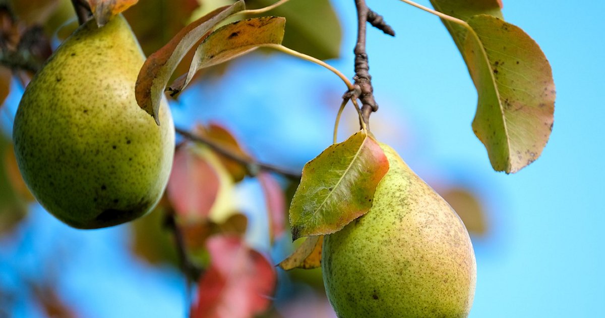 Protecting pears with solar panels