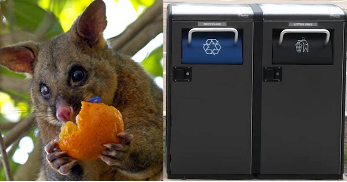 Possums and solar bins