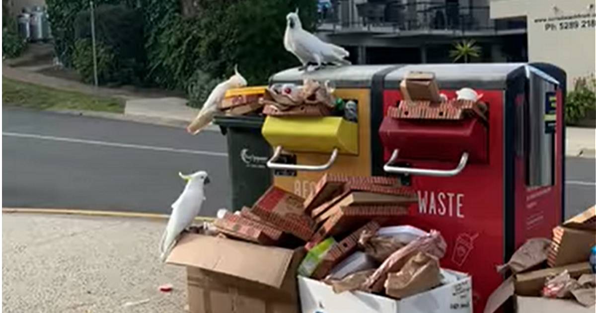 Solar powered BigBelly bins in Lorne