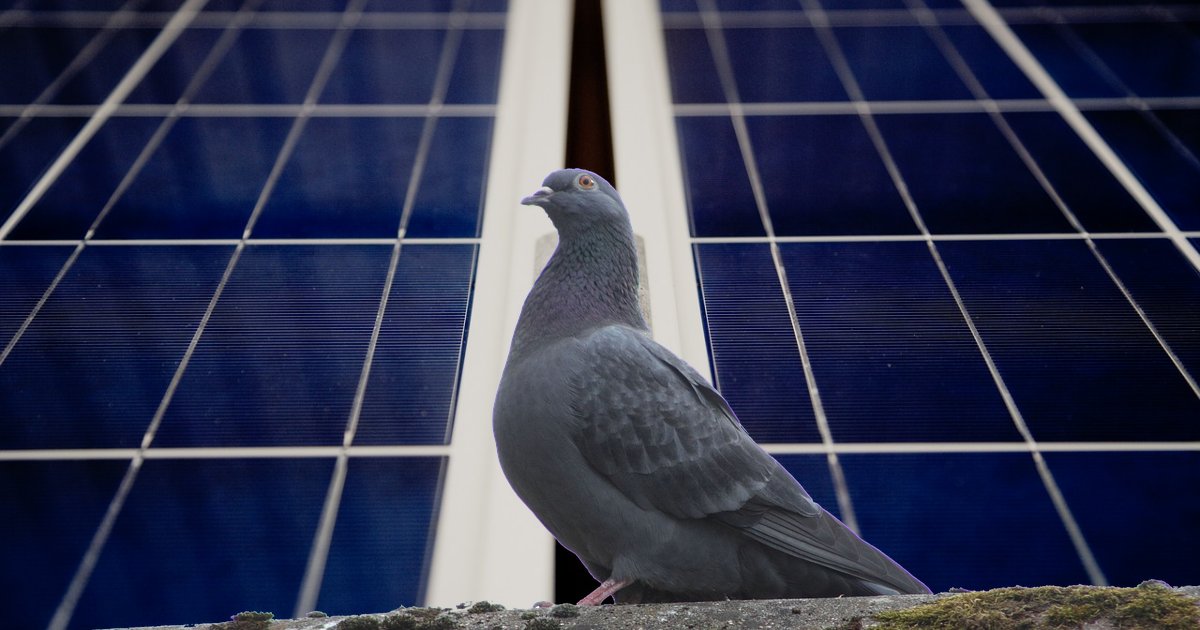 Stopping pigeons getting under solar panels