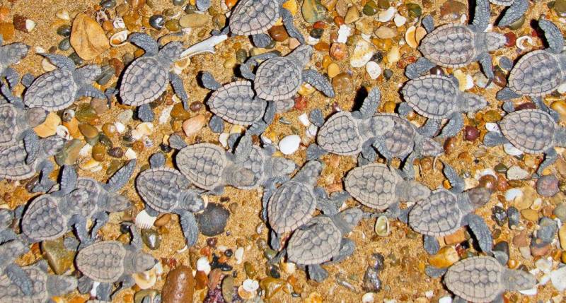 Turtle hatchlings