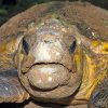 Solar power for Mon Repos Turtle Centre