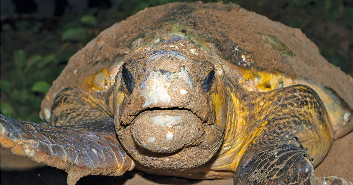 Solar power for Mon Repos Turtle Centre