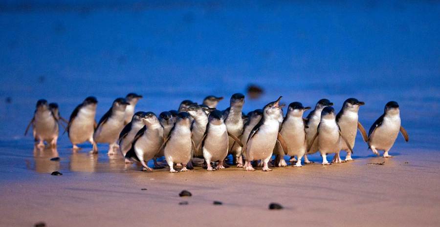 Phillip Island little penguins