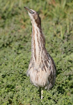 Australasian Bittern