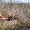 Australasian Bittern - solar tracking