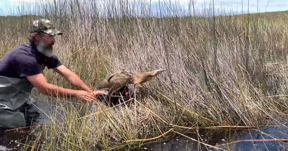 Australasian Bittern - solar tracking