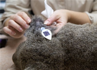 Koala with solar tracking tag