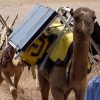 Solar powered camel library
