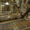 Solar to power Australian almond production