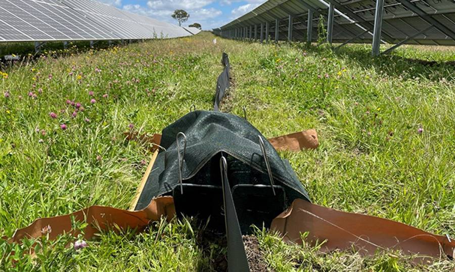 Solar farm wildlife study