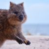 Rottnest Island - renewable energy