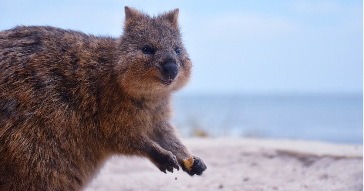 Rottnest Island - renewable energy