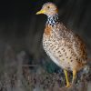 Plains-wanderer - Australia