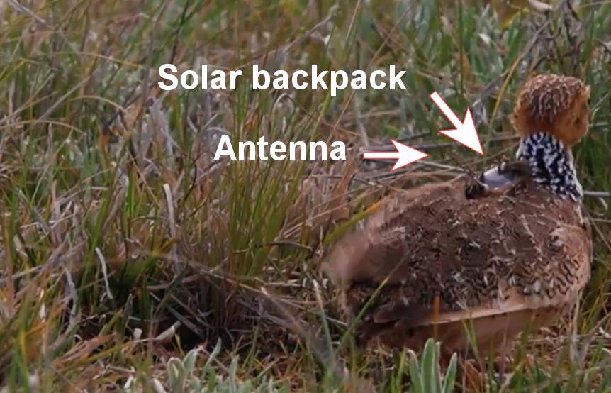 Plains-wanderer solar backpack