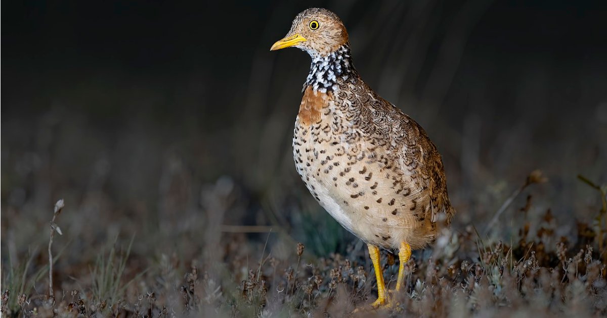 Plains-wanderer - Australia