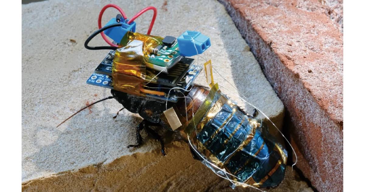Solar powered cyborg cockroach