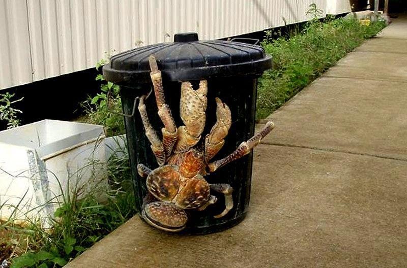 Robber crab