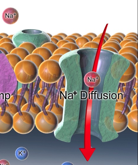 Sodium ion channel