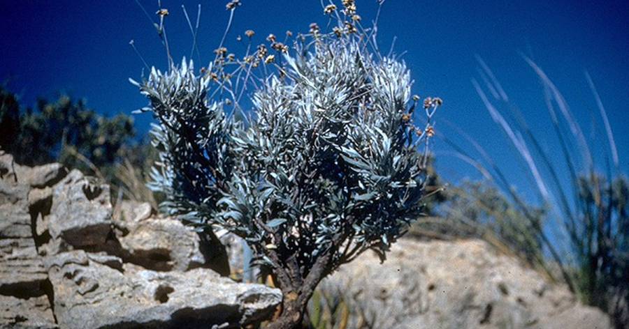 Guayule shrub