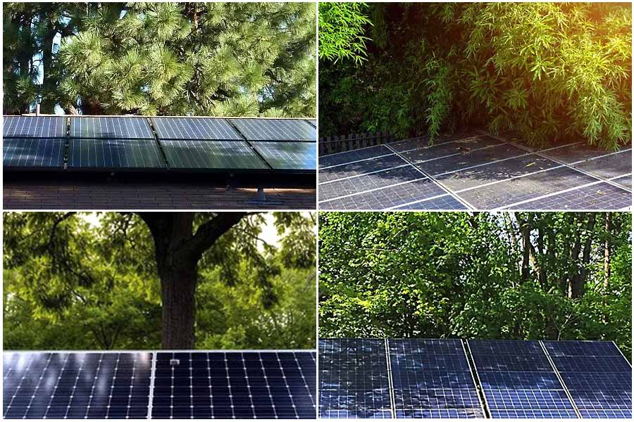 Vegetation overhanging solar panels
