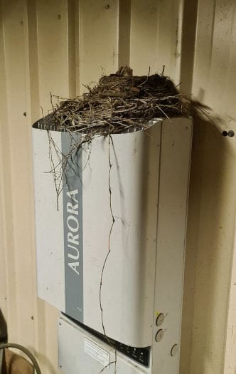 birds nest on a solar inverter