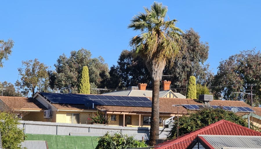 Solar panels shaded by a palm tree