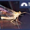 A mayfly rests on a solar panel