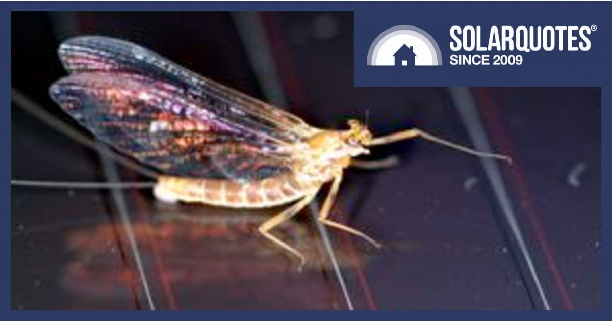 A mayfly rests on a solar panel