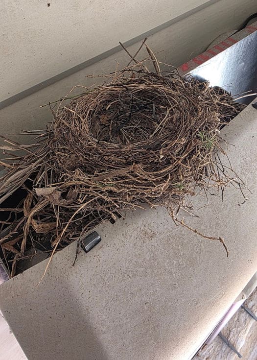 birds nest on a solar inverter