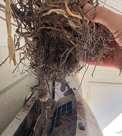 removing a birds nest from a solar inverter