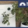 A home battery next to a pot plant.