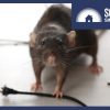 Rat gnawing at a battery cable