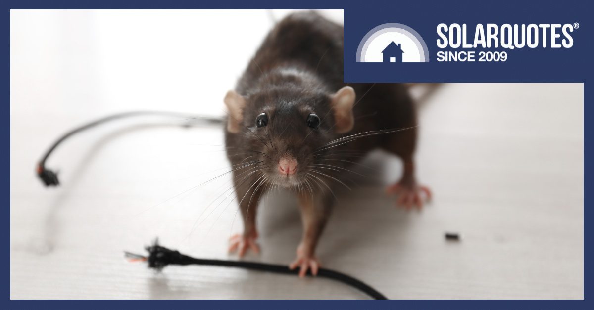 Rat gnawing at a battery cable